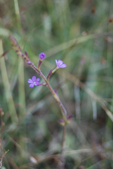 Buchnera hispida