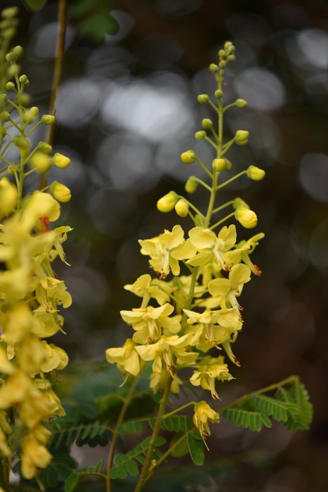 Caesalpinia decapetala