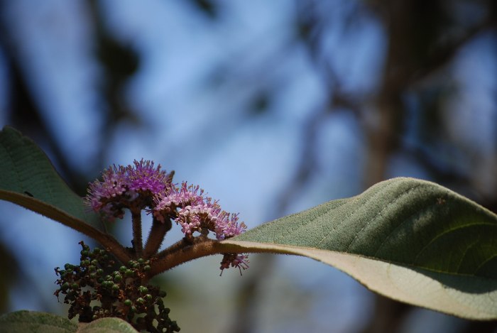 Callicarpa tomentosa