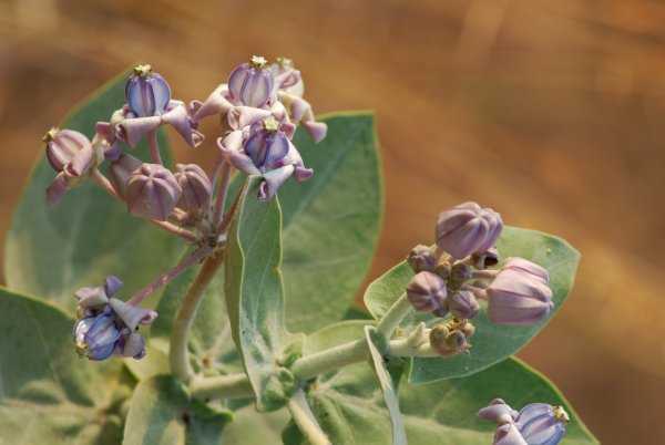 Calotropis gigantia