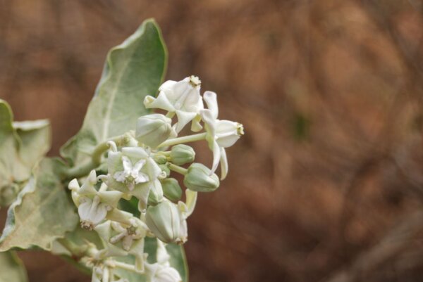 Calotropis