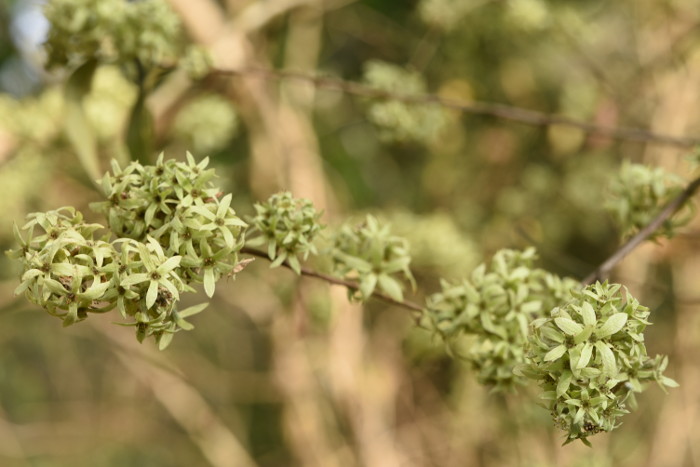 Calycopteris floribunda