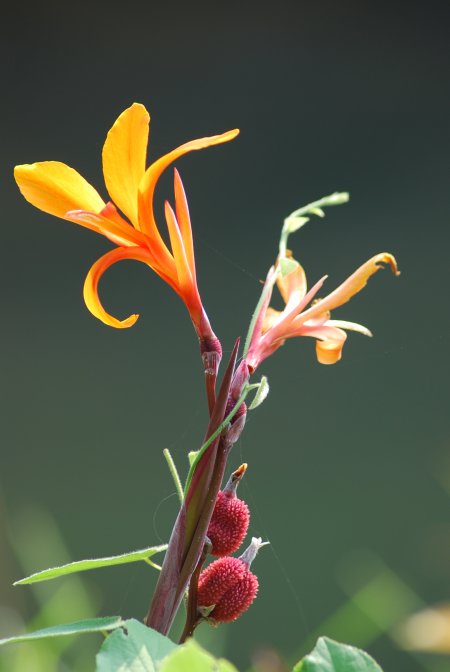 Canna indica