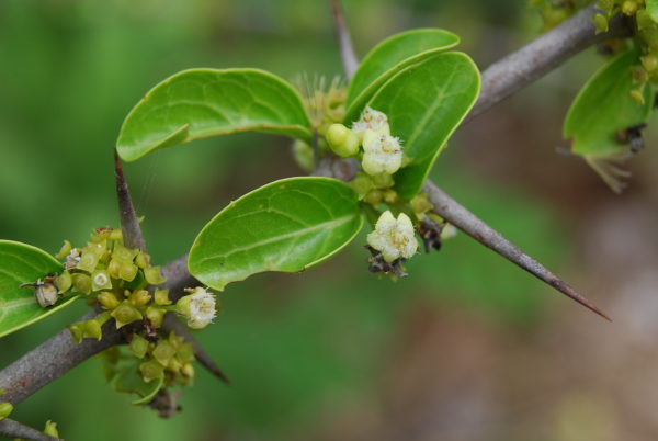 Canthium coromandelicum