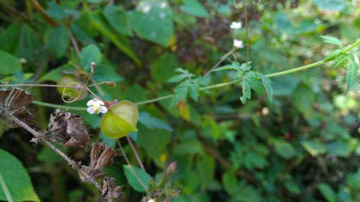 Cardiospermum halicacabum