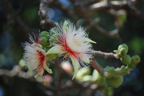 Careya arborea