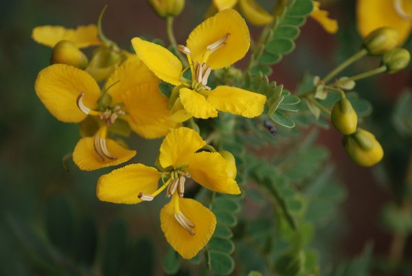 Cassia auriculata