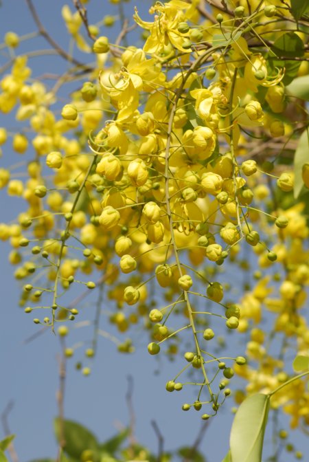 Cassia fistula