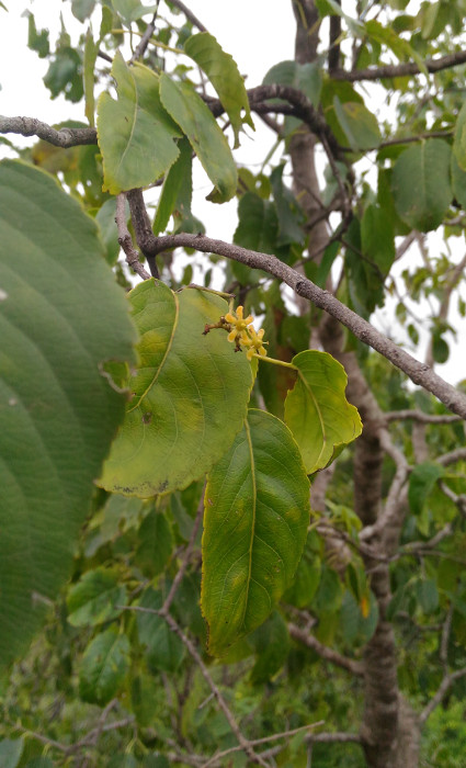 Cassine glauca