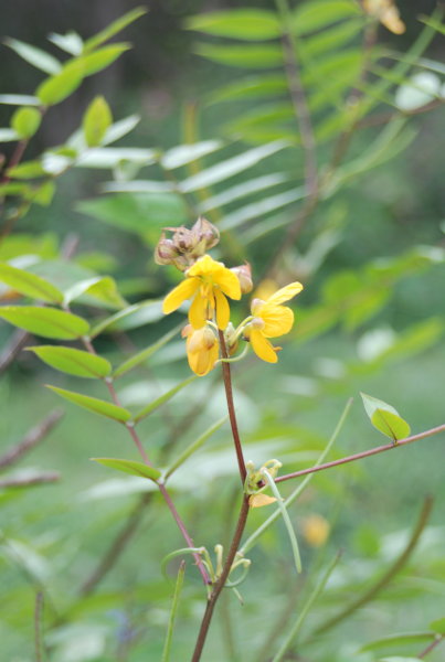 Cassia sophera