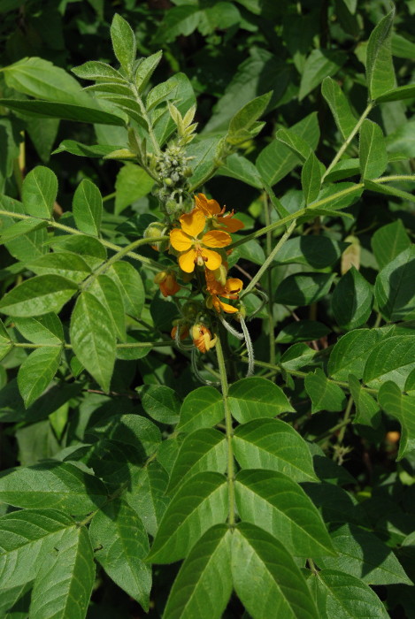 Senna hirsuta