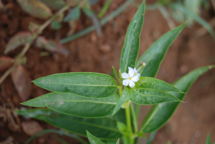 Catharanthus pusillus