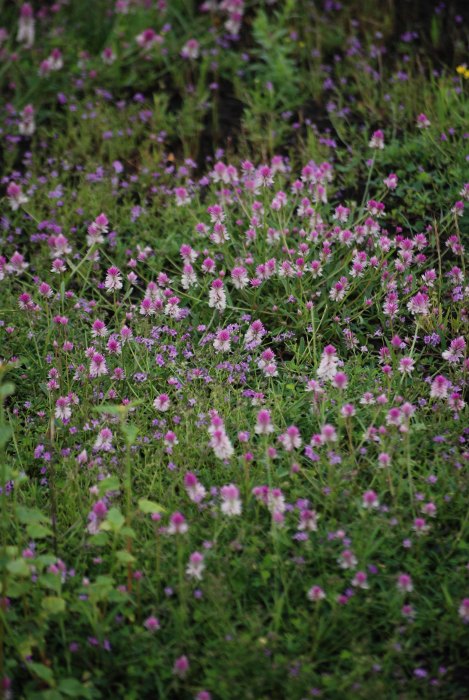 Celosia argentea