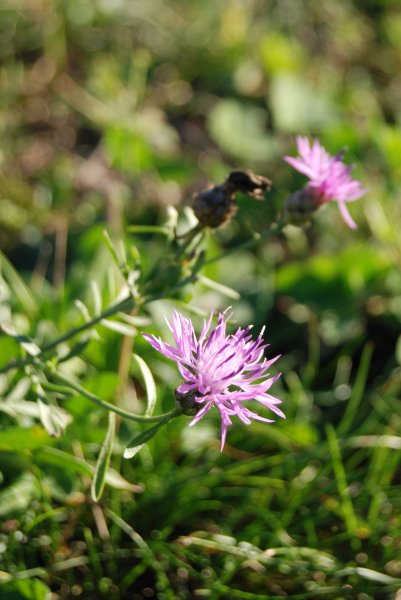 Centaurea nigra