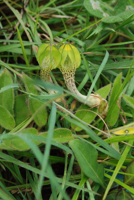 Ceropegia hirsuta