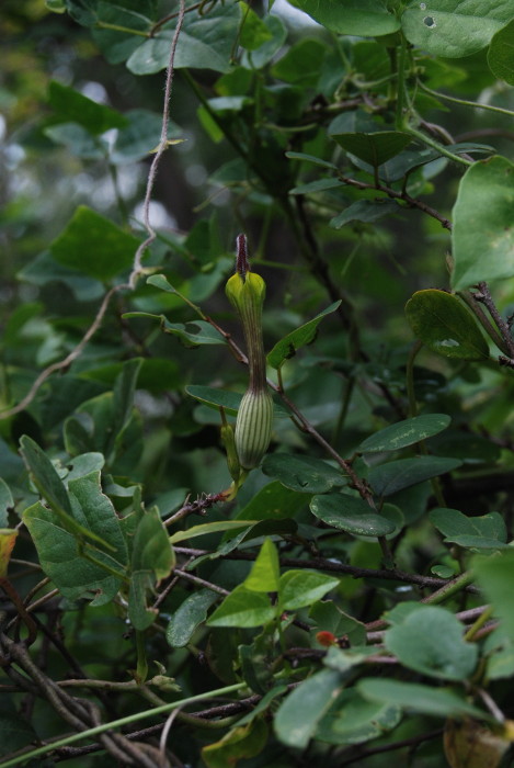 Ceropegia candelabrum 