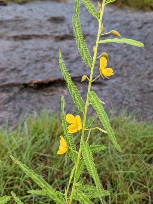 Chamaecrista mimosoides