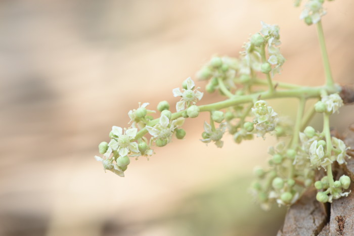 Chloroxylon swietenia