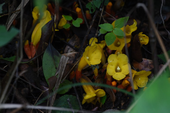 Christisonia bicolor