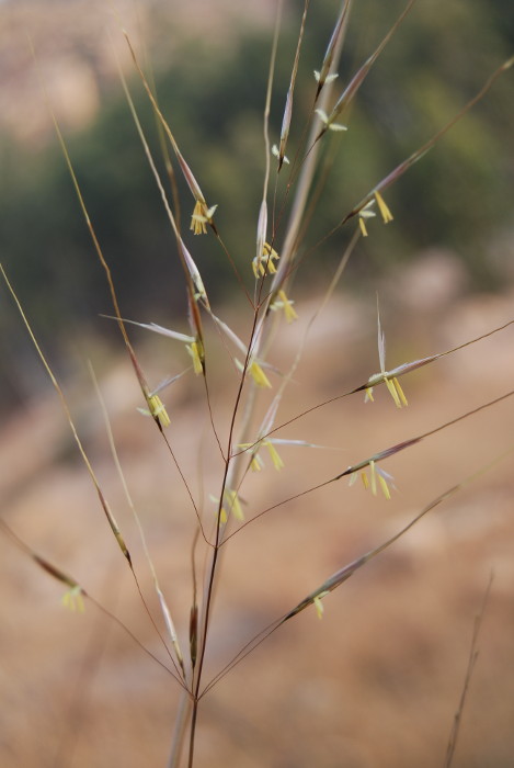 Chrysopogon fulvus