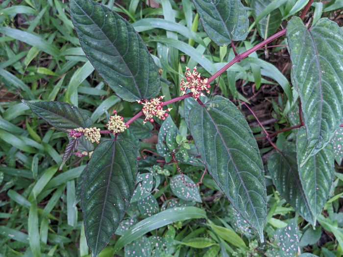 Cissus discolor