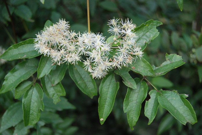 Clematis gouriana