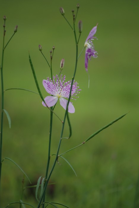 Cleome chelidonii