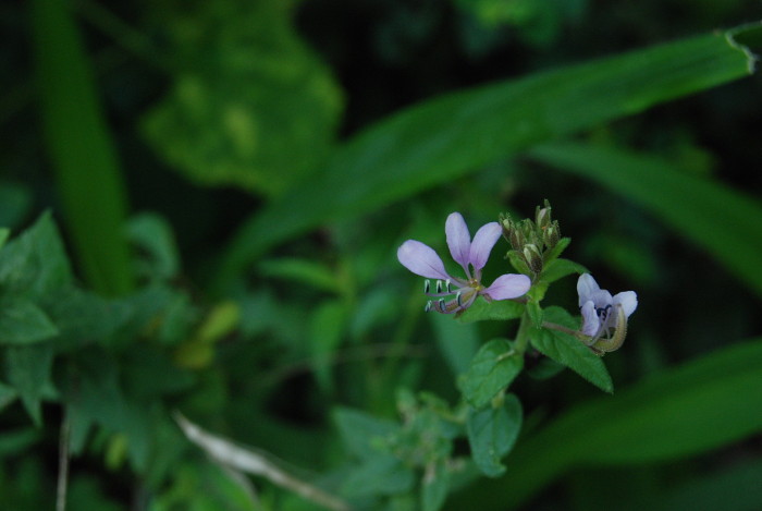 Cleome monophylla