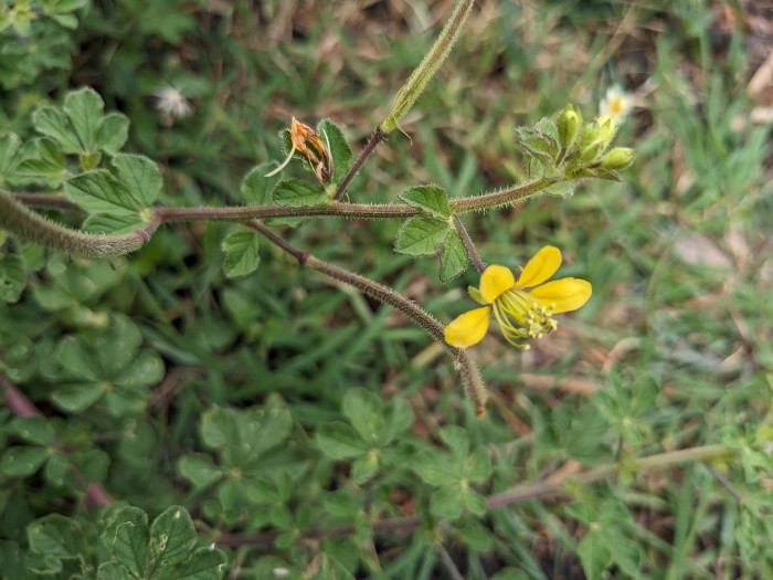 Cleome viscosa