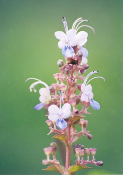 Clerodendrum serratum