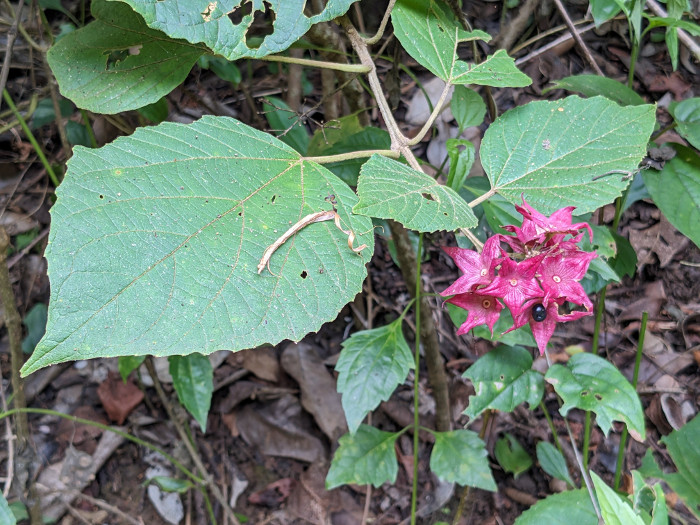 Clerodendrum viscosum