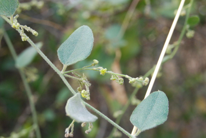 Cocculus hirsutus