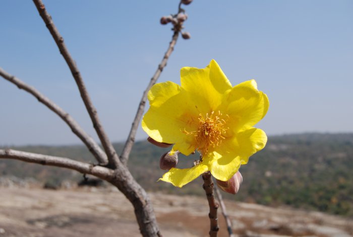 Cochlospermum religiosum