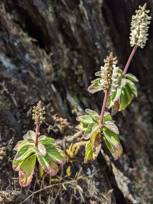 Coleus plantagineus