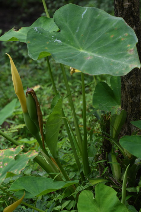 Colocasia esculenta