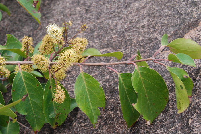 Combretum ovalifolium