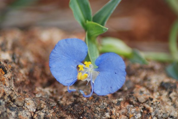 Commelina forskalaei