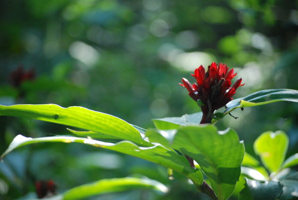 Costus speciosus