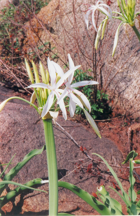 Crinum asiaticum