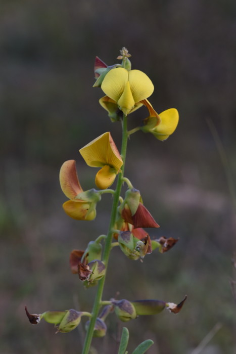 Crotalaria retusa