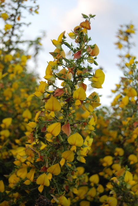 Crotalaria paniculata