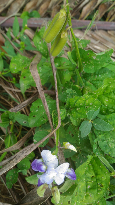 Crotalaria verrucosa