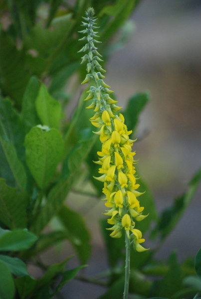 Crotalaria pallida