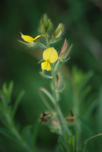 Crotalaria mysorensis