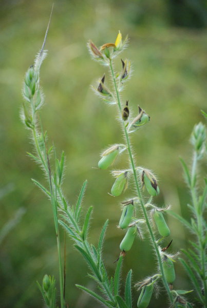 Crotalaria mysorensis