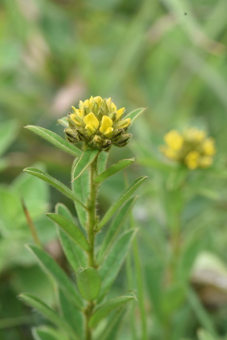 Crotalaria nana