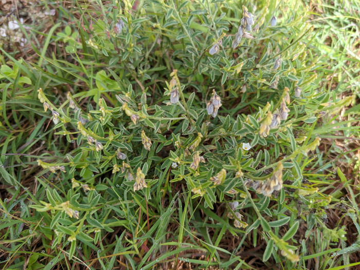 Crotalaria pusilla