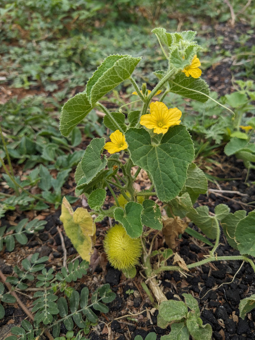 Cucumis dipsaceus