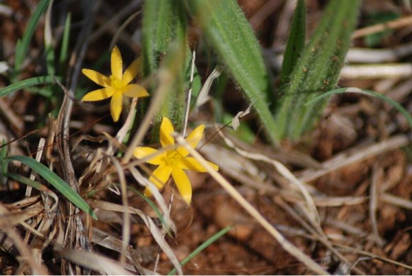 Curculigo orchioides