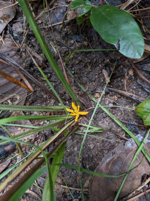 Curculigo trichocarpa